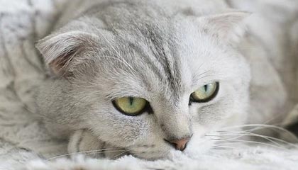 官宣！李霄鹏出任武汉卓尔主教练 兼任常务副经理